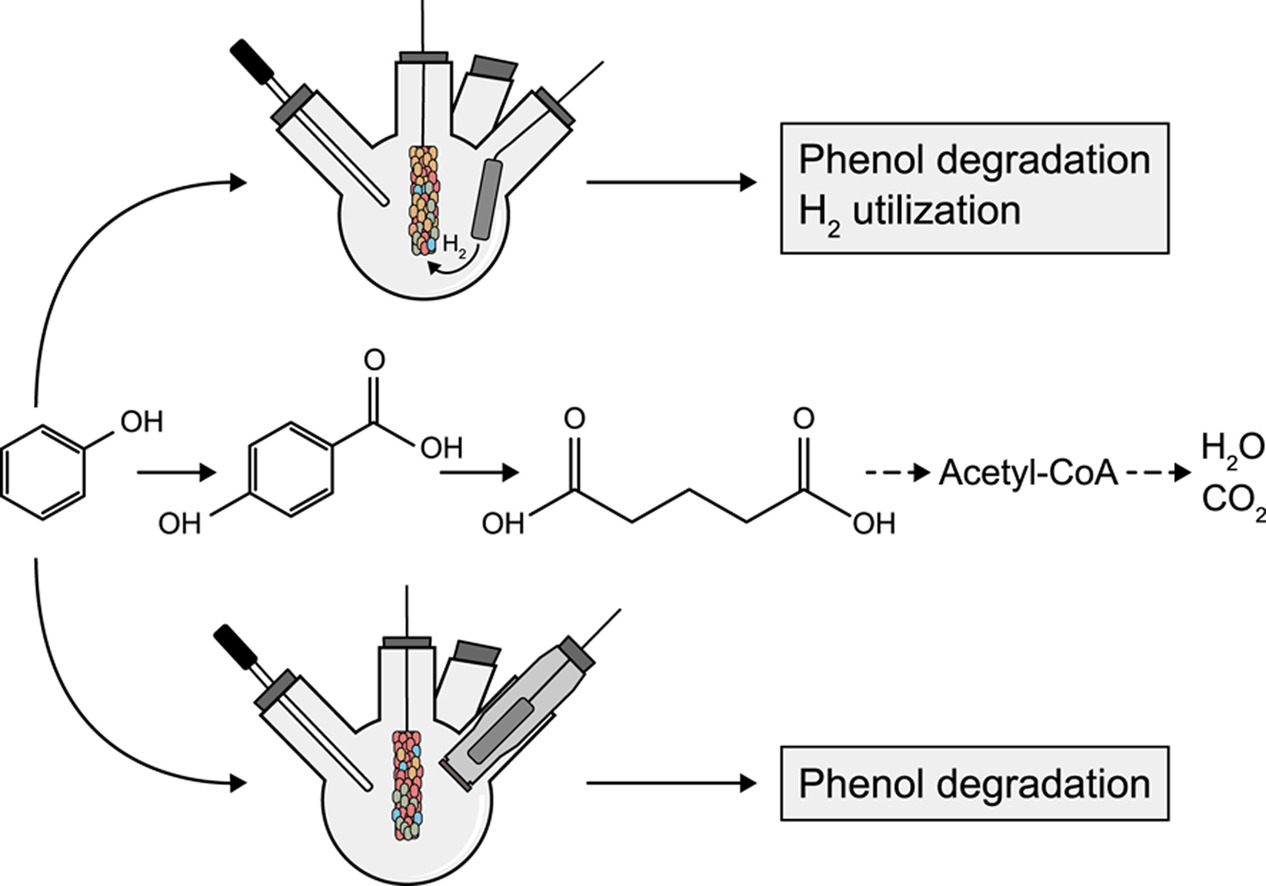 Figure Phenol removal &copy; Dai et al/UFZ